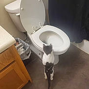 Ms.shadow is registered to the contest to win money with this photo: animal, bathroom, black, cabinet, cat, clean, curious, curtain, home, indoor, looking, open_toilet_seat, pet, sanitary, small_cat, standing, tile_floor, toilet, trash_can, white