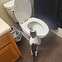 animal, bathroom, black, cabinet, cat, clean, curious, curtain, home, indoor, looking, open_toilet_seat, pet, sanitary, small_cat, standing, tile_floor, toilet, trash_can, white