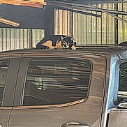 Red is registered to the contest to win money with this photo: cat, car, garage, wood, roof, black_and_white, animal, pet, relaxed, indoor, window, metal, vehicle, door, handle, resting, feline, curious, side_view, shelter