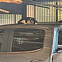 animal, black_and_white, car, cat, curious, door, feline, garage, handle, indoor, metal, pet, relaxed, resting, roof, shelter, side_view, vehicle, window, wood