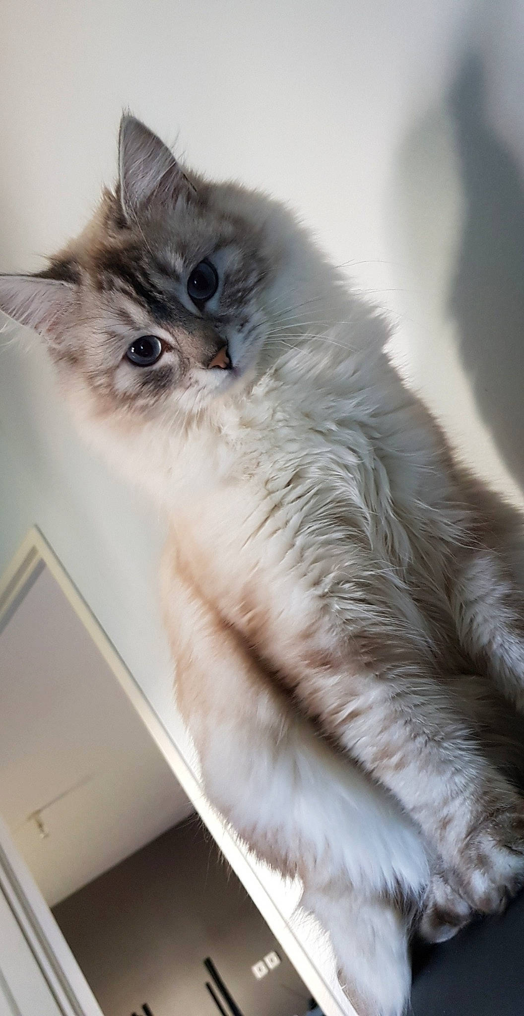 Niki a rejoint le concours — aidez-le/la à gagner de superbes lots ! asian_semi_longhair, balinese, british_longhair, british_semi_longhair, carnivore, cat, domestic_long_haired_cat, felidae, fur, kitten, mammal, norwegian_forest_cat, ojos_azules, ragamuffin, ragdoll, siberian, small_to_medium_sized_cats, whiskers