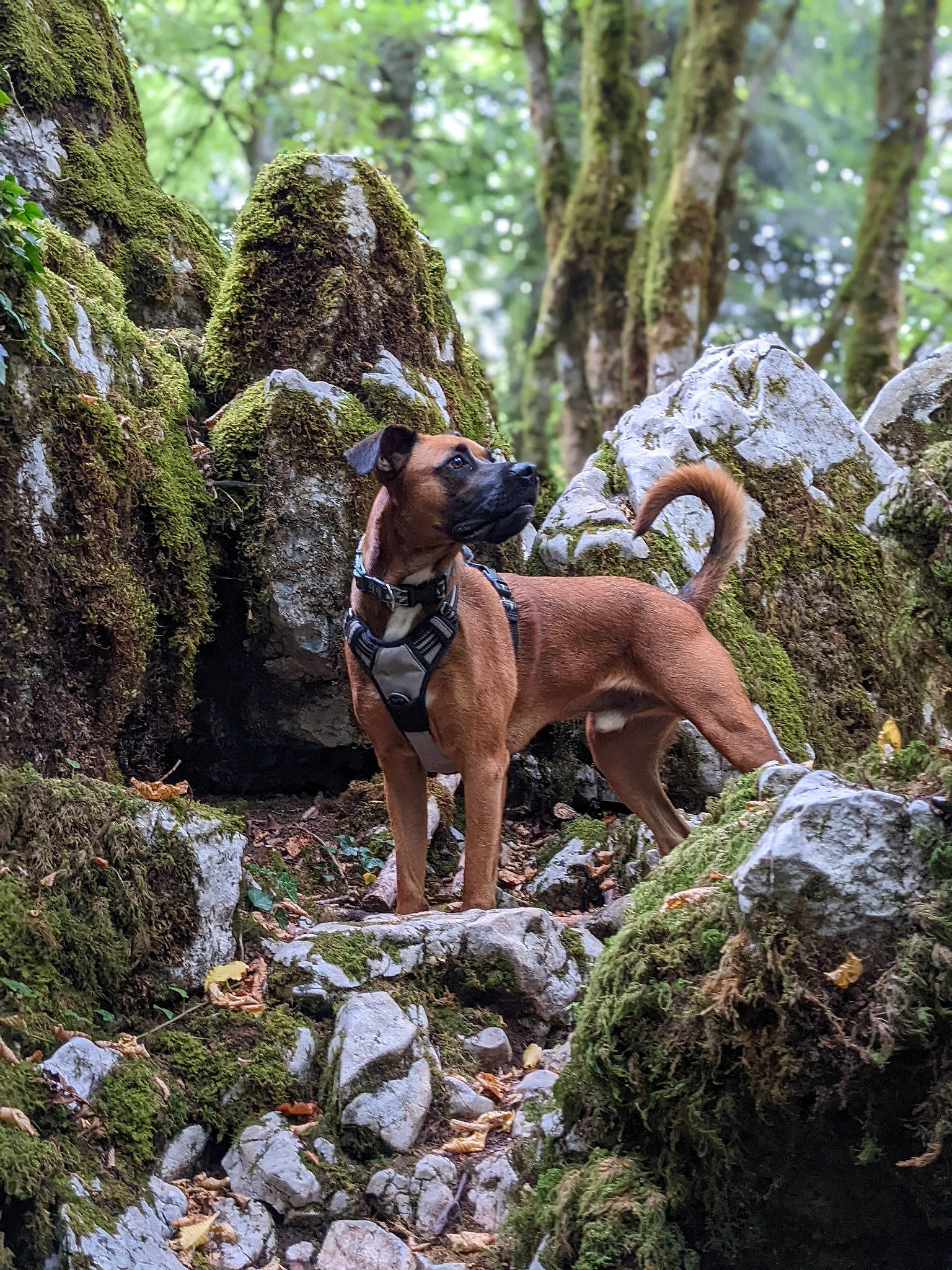Boy participe au concours pour gagner de l'argent avec cette photo : art, bedrock, carnivore, dog, dog_breed, fawn, forest, goat_antelope, jungle, landscape, outcrop, plant, recreation, terrestrial_animal, terrestrial_plant, tree, trunk, wood, woodland, working_animal