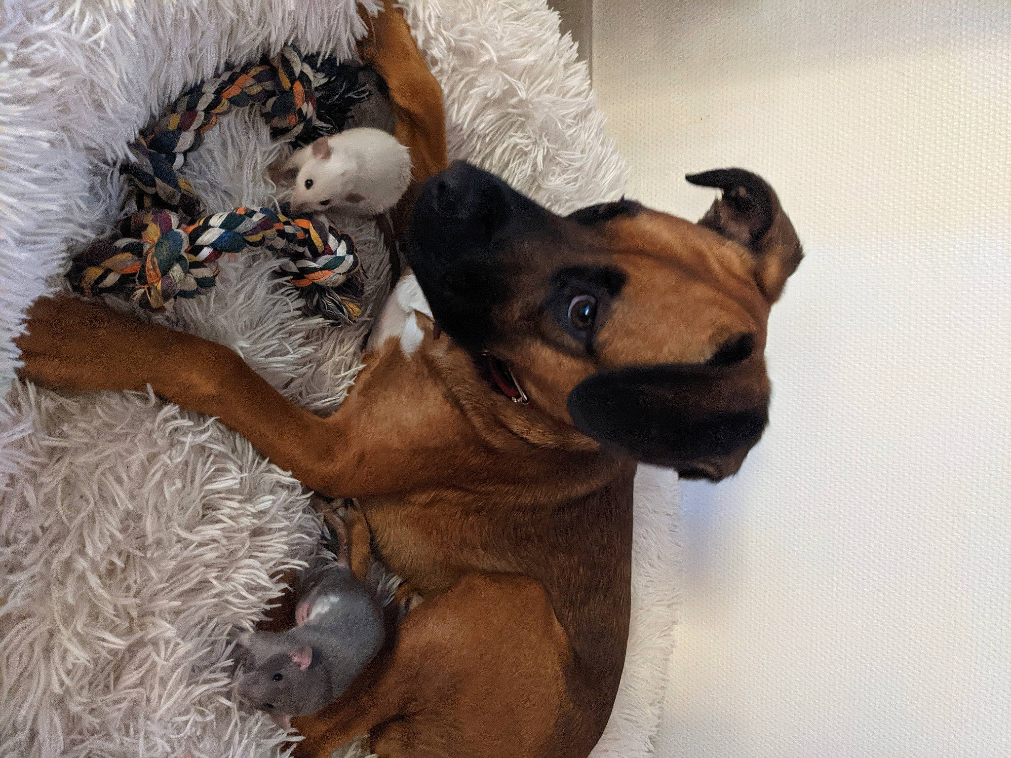 Boy participe au concours pour gagner de l'argent avec cette photo : canidae, carnivore, claw, companion_dog, dog, dog_breed, dog_supply, fawn, felidae, fur, guard_dog, liver, paw, puppy, snout, sporting_group, tail, toy_dog, whiskers, working_animal