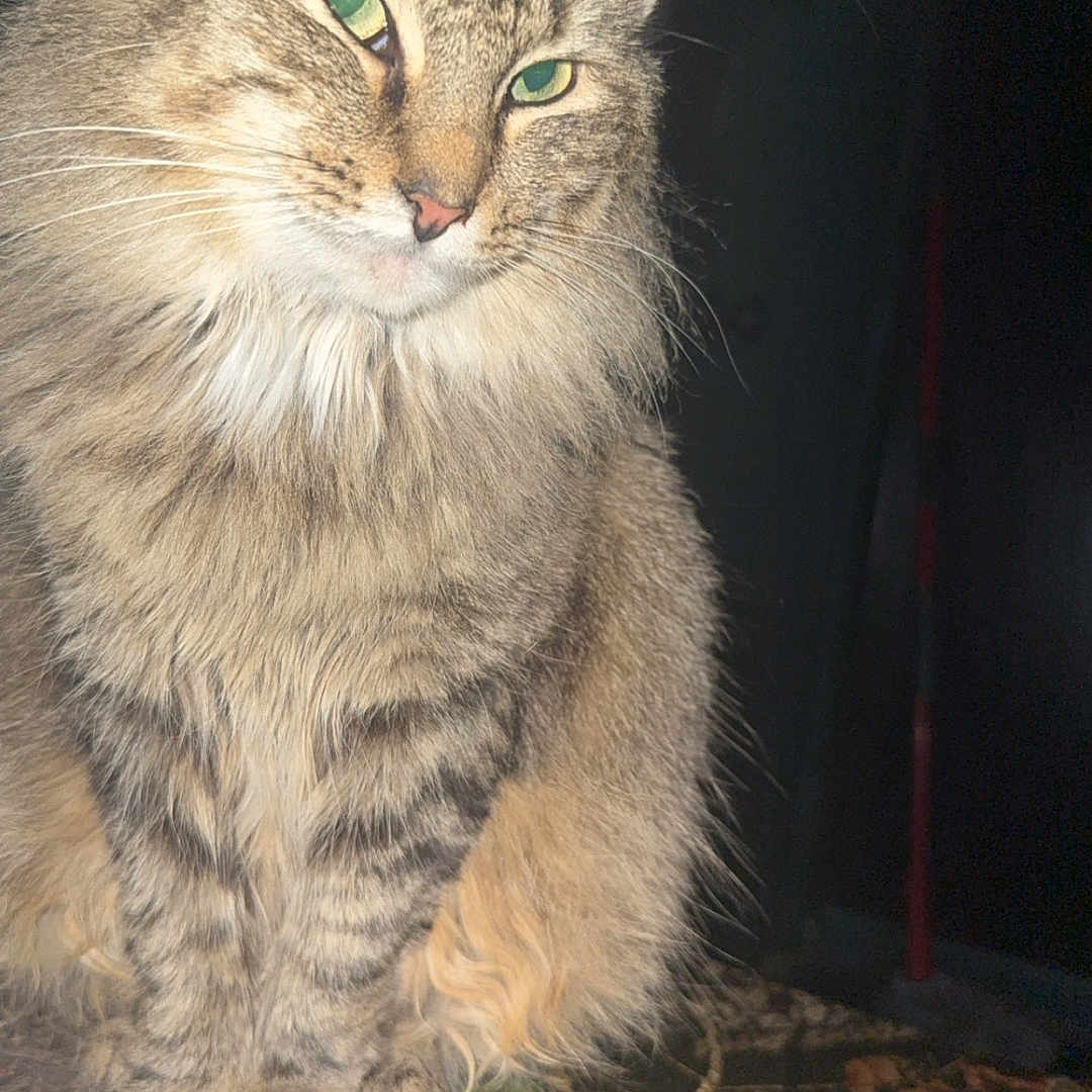 Starlight joined the competition — help win amazing prizes! cat, tabby, green_eyes, fluffy, animal, pet, feline, closeup, portrait, whiskers, ears, sitting, fur, cute, domestic_animal, mammal, alert, indoor, looking_away, patterned_surface