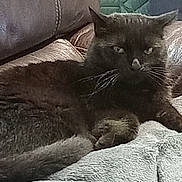 Moka participe au concours pour gagner de l'argent avec cette photo : cat, feline, pet, animal, black_cat, whiskers, paw, blanket, furniture, couch, indoor, resting, lying_down, cozy, home, texture, closeup, fur, relaxed, domestic