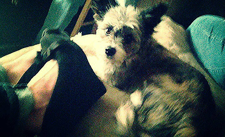 Kobe joined the competition — help win amazing prizes! beard, carnivore, companion_dog, dog, dog_breed, dog_clothes, dog_supply, fawn, felidae, fictional_character, fur, paw, small_terrier, snout, sporting_group, tail, terrestrial_animal, terrier, toy_dog, whiskers