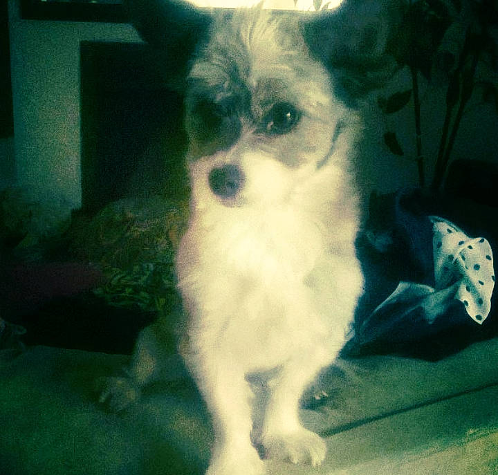 Kobe is registered to the contest to win money with this photo: canidae, carnivore, companion_dog, dog, dog_breed, fawn, fur, non_sporting_group, paw, puppy, small_terrier, snout, sporting_group, terrestrial_animal, terrier, toy_dog, whiskers, working_animal