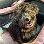 puppy, dog, pet_carrier, pink, curly_hair, collar, smiling, indoor, car, seat, happy, cute, animal, fur, closeup, toy, travel, companion, domestic_animal, young_dog
