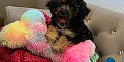 Buttercup joined the competition — help win amazing prizes! puppy, dog, furniture, blanket, toy, colorful_toy, beige_chair, cute, fluffy, happy, indoor, pet, smiling, cozy, small_dog, fur, sitting, home, playful, animal