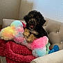puppy, dog, furniture, blanket, toy, colorful_toy, beige_chair, cute, fluffy, happy, indoor, pet, smiling, cozy, small_dog, fur, sitting, home, playful, animal