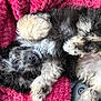 puppy, dog, fur, black_and_white, cute, pet, lying_down, pink_blanket, soft, fluffy, indoor, animal, young, playful, paw, closeup, relaxed, cozy, adorable, face