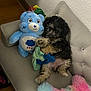 puppy, dog, stuffed_bear, toy, couch, plush_toy, gray_couch, colorful, indoor, pet, cute, fur, relaxed, home, cozy, animal, small_dog, sitting, carpet, floor