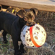 Meeko joined the competition — help win amazing prizes! dog, puppy, soccer_ball, grass, outdoor, playful, black_dog, wooden_bench, pet, animal, mouth, sunlight, daylight, fur, toy, nature, young_dog, eyes, ears, grass_field