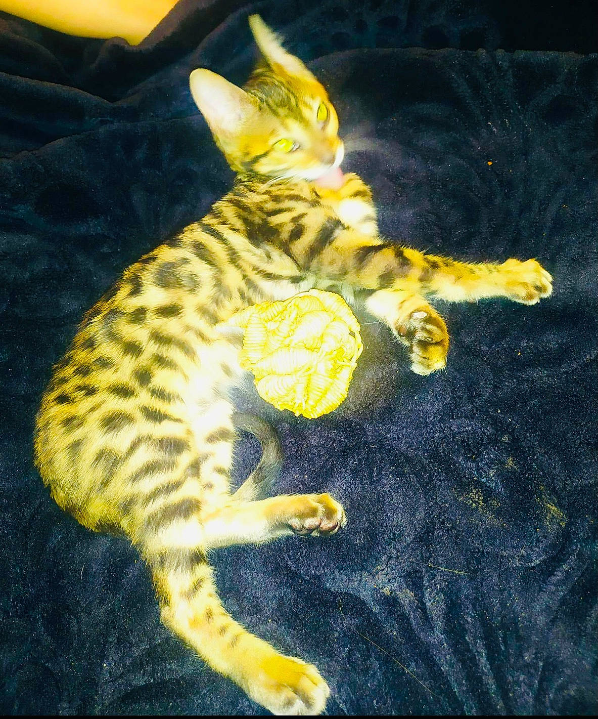 Undra participe au concours pour gagner de l'argent avec cette photo : art, big_cats, carnivore, cat, claw, domestic_short_haired_cat, electric_blue, felidae, fur, metal, pattern, paw, small_to_medium_sized_cats, snout, tail, terrestrial_animal, toy, visual_arts, whiskers, wildlife