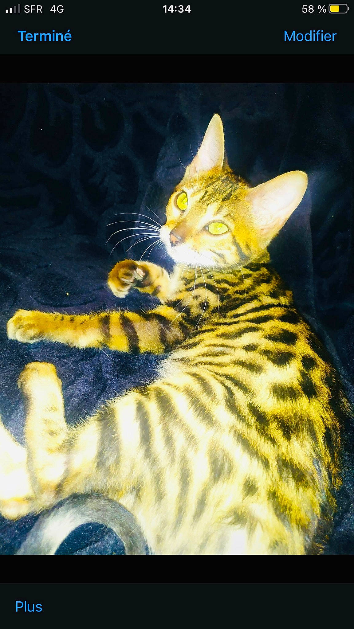 Undra a rejoint le concours — aidez-le/la à gagner de superbes lots ! art, big_cats, carnivore, cat, domestic_short_haired_cat, fawn, felidae, fur, organism, painting, paw, photo_caption, small_to_medium_sized_cats, snout, still_life_photography, tail, terrestrial_animal, visual_arts, whiskers, wildlife