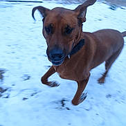 Samson is registered to the contest to win money with this photo: dog, brown_dog, running, snow, outdoor, motion_blur, playful, animal, pet, ears, collar, winter, ground, active, canine, fur, nature, energetic, daylight, muzzle