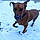 Samson