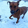 dog, brown_dog, running, snow, outdoor, motion_blur, playful, animal, pet, ears, collar, winter, ground, active, canine, fur, nature, energetic, daylight, muzzle