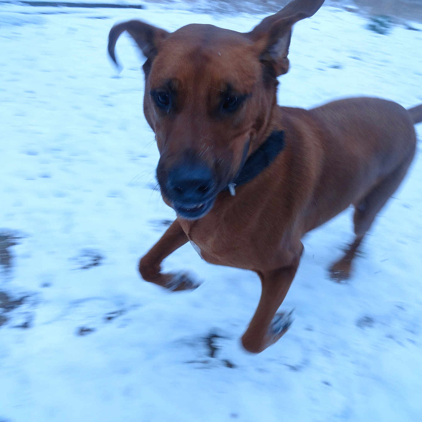 Samson