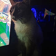 Yery is registered to the contest to win money with this photo: animal, blue_light, cat, closeup, computer, curious, dark, eyes, feline, glow, indoor, monitor, pet, portrait, screen, shadow, sitting, soft_light, technology, whiskers