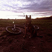 Agnar participe au concours pour gagner de l'argent avec cette photo : dog, bicycle, muddy_path, field, cloudy_sky, sunset, outdoor, animal, pet, grass, dirt, silhouette, nature, rural, evening, sky, vehicle, canine, quiet, landscape