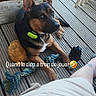 Agnar a rejoint le concours — aidez-le/la à gagner de superbes lots ! dog, toy, rope_toy, chew_toy, wooden_deck, grass, outdoor, pet, animal, relaxation, playful, brown_dog, black_dog, collar, paw, person, tattoo, footwear, summer_clothing, daylight