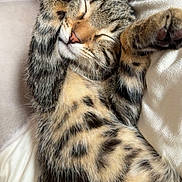 Ava participe au concours pour gagner de l'argent avec cette photo : cat, kitten, tabby, sleeping, paws, whiskers, fur, stripes, close_up, cozy, blanket, pillow, couch, indoor, pet, nap, portrait, cute, paw_pad, relaxed