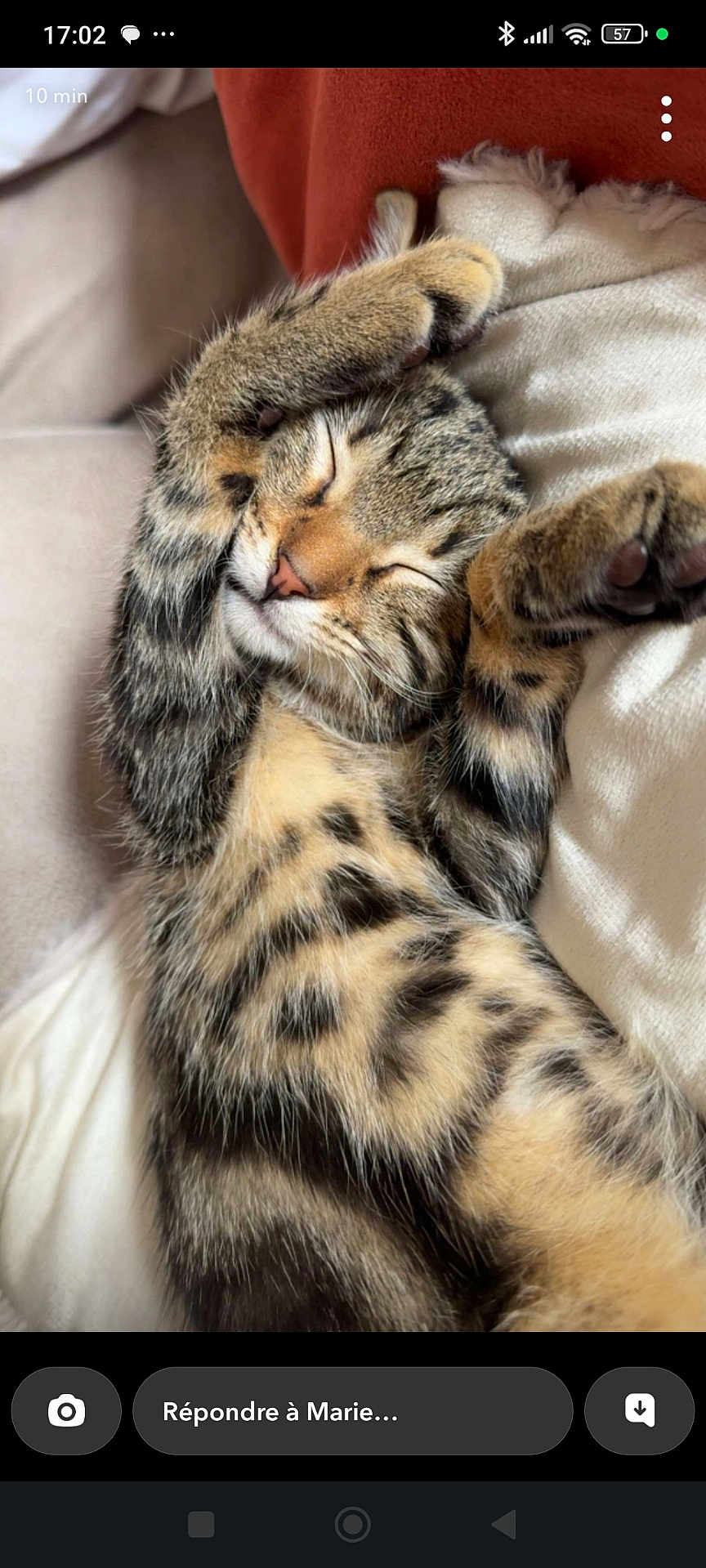 Ava participe au concours pour gagner de l'argent avec cette photo : cat, kitten, tabby, sleeping, paws, whiskers, fur, stripes, close_up, cozy, blanket, pillow, couch, indoor, pet, nap, portrait, cute, paw_pad, relaxed