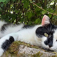 Simba a rejoint le concours — aidez-le/la à gagner de superbes lots ! cat, black_and_white_cat, feline, pet, outdoor, leaves, mossy_stone, moss, rock, whiskers, paw, eyes, ears, close_up, portrait, relaxing, resting, nature, greenery, shallow_depth_of_field