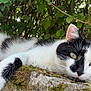cat, black_and_white_cat, feline, pet, outdoor, leaves, mossy_stone, moss, rock, whiskers, paw, eyes, ears, close_up, portrait, relaxing, resting, nature, greenery, shallow_depth_of_field
