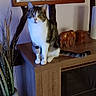 brown, cat, curious, decor, dried_plants, ears, elephant_figurine, feline, fur, furniture, houseplant, indoor, pet, sitting, tabby_cat, tail, vase, whiskers, white, wooden_cabinet