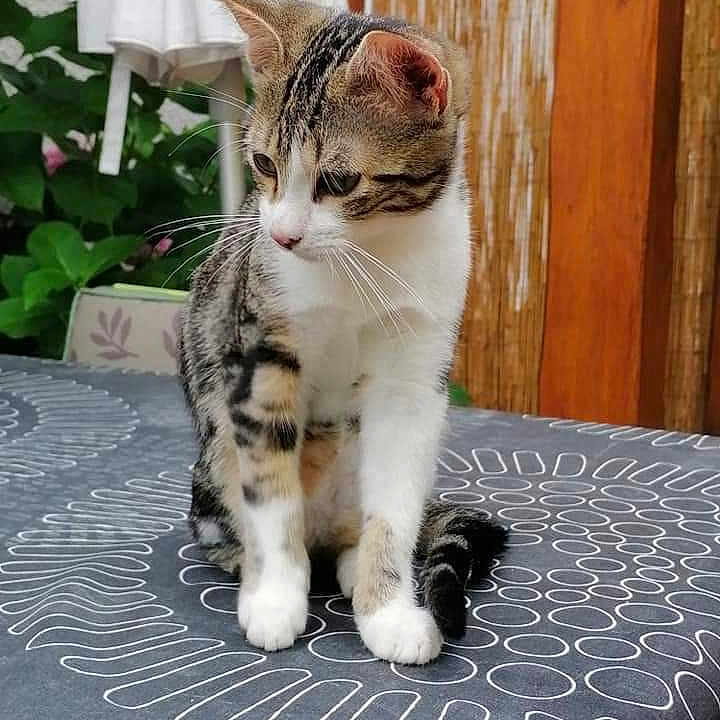 Choupi