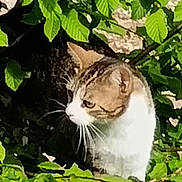Choupi a rejoint le concours — aidez-le/la à gagner de superbes lots ! animal, branch, bush, camouflage, cat, closeup, curious, daylight, feline, greenery, leaves, mammal, nature, outdoor, pet, portrait, sunlight, tree, whiskers, wildlife