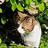 animal, branch, bush, camouflage, cat, closeup, curious, daylight, feline, greenery, leaves, mammal, nature, outdoor, pet, portrait, sunlight, tree, whiskers, wildlife