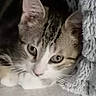 Choupi participe au concours pour gagner de l'argent avec cette photo : animal, cat, closeup, comfort, cozy, curious, cute, ears, eyes, feline, fluffy, fur, indoor, pet, portrait, resting, soft, tabby, warm, whiskers