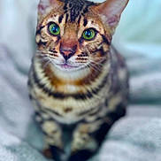 Marley joined the competition — help win amazing prizes! cat, bengal, green_eyes, close_up, pet, animal, feline, fur_pattern, portrait, indoor, soft_texture, blanket, sitting, whiskers, ears, focus, eyes, cute, domestic_cat, mammal
