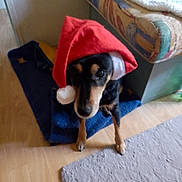 Elia participe au concours pour gagner de l'argent avec cette photo : animal, bed, black_dog, brown_dog, canine, carpet, christmas, costume, cute, dog, festive, floor, furniture, holiday, home, indoor, mat, pet, santa_hat, small_dog