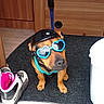 Yoshi a rejoint le concours — aidez-le/la à gagner de superbes lots ! dog, helmet, sunglasses, heart_shaped, blue, black, carpet, shoes, indoor, wooden_furniture, pet, cute, small_dog, floor, leash, accessory, animal, playful, standing, room