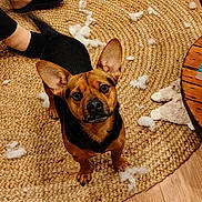 Yoshi participe au concours pour gagner de l'argent avec cette photo : dog, ears, curious, looking_up, stuffing, rug, woven_rug, floor, wooden_floor, slippers, black_slippers, home, indoor, table, tufts, mess, pet, animal, brown_dog, small_dog