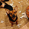 dog, ears, curious, looking_up, stuffing, rug, woven_rug, floor, wooden_floor, slippers, black_slippers, home, indoor, table, tufts, mess, pet, animal, brown_dog, small_dog