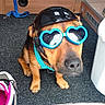 Yoshi a rejoint le concours — aidez-le/la à gagner de superbes lots ! dog, helmet, sunglasses, heart_shaped_glasses, leash, carpet, shoe, indoor, pet, canine, accessories, brown_dog, black_helmet, blue_sunglasses, floor, ready, cute, funny, animal, waiting