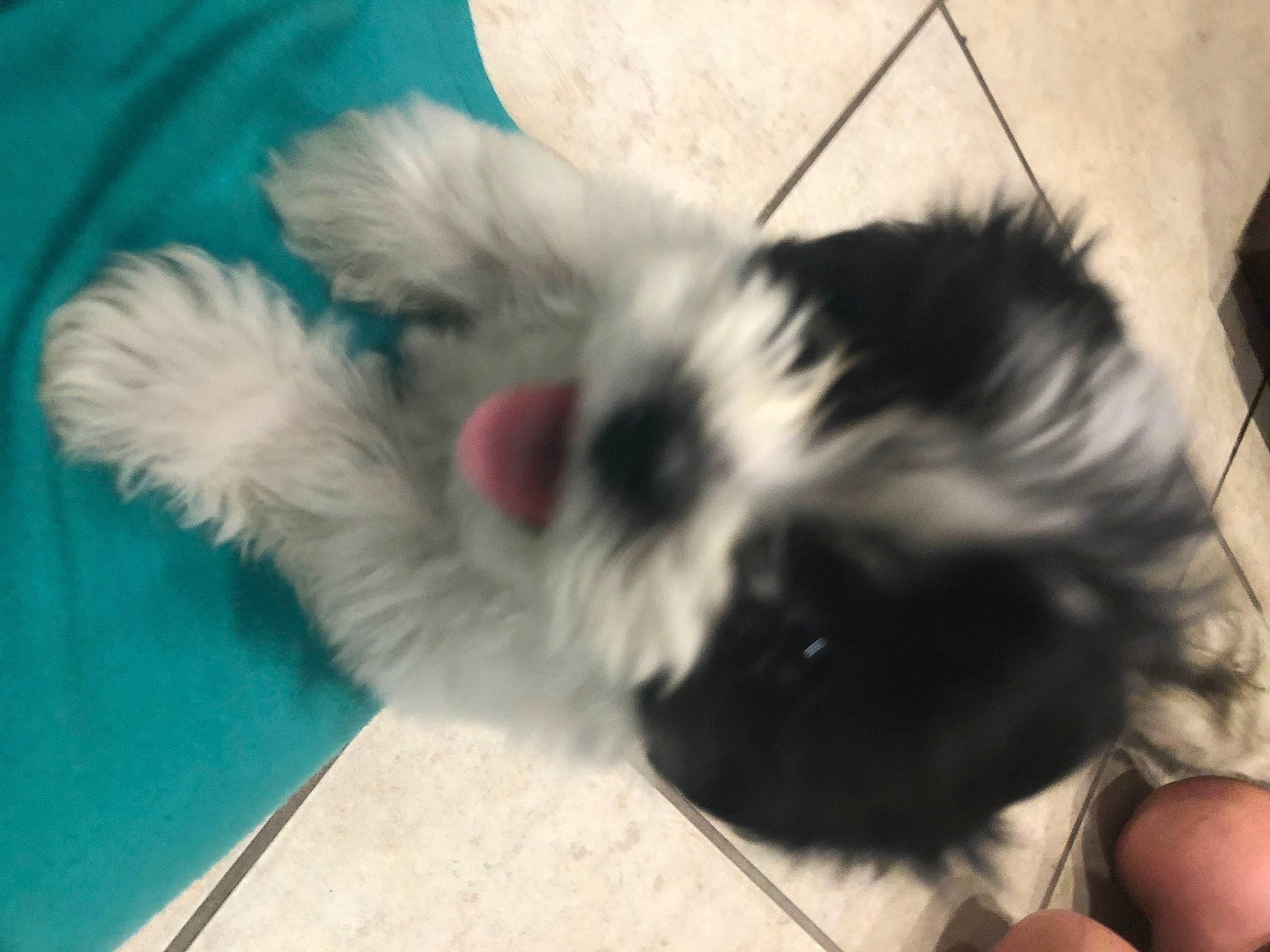 Maggie is registered to the contest to win money with this photo: canidae, carnivore, chinese_imperial_dog, companion_dog, dog, dog_breed, ear, havanese, lhasa_apso, mammal, non_sporting_group, puppy, shih_tzu, toy_dog, vertebrate