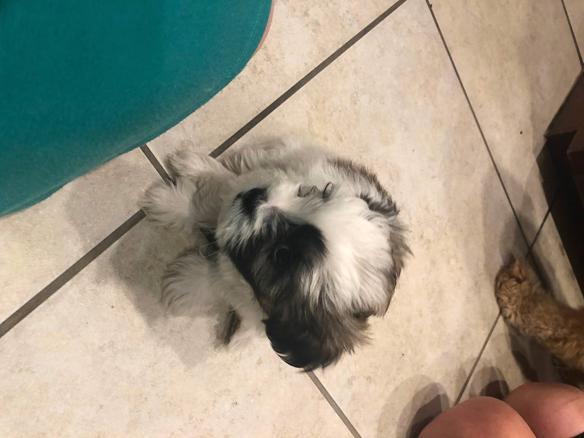 Maggie is registered to the contest to win money with this photo: canidae, carnivore, chinese_imperial_dog, companion_dog, dog, dog_breed, fawn, kyi_leo, lhasa_apso, lowchen, mammal, non_sporting_group, puppy, schnoodle, shih_tzu, snout, sporting_group, sporting_lucas_terrier, tibetan_terrier, toy_dog