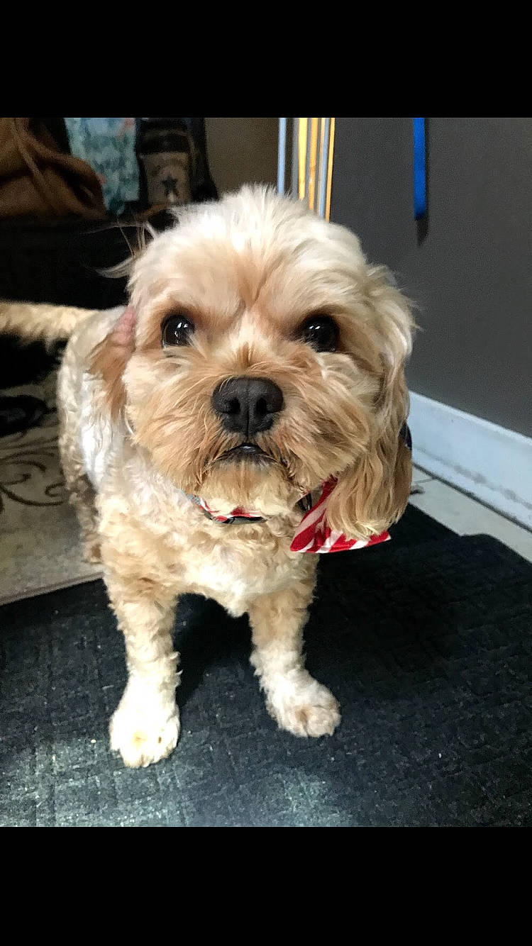 Murphy joined the competition — help win amazing prizes! bolonka, canidae, carnivore, chinese_imperial_dog, companion_dog, dog, dog_breed, lhasa_apso, maltepoo, maltese, mammal, morkie, pekapoo, poodle_crossbreed, puppy, schnoodle, shih_poo, shih_tzu, snout, vertebrate