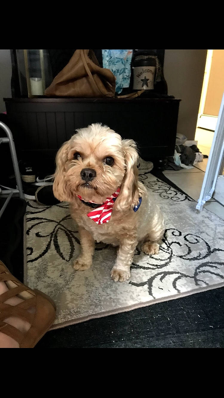 Murphy joined the competition — help win amazing prizes! canidae, carnivore, cavachon, cavapoo, cockapoo, cocker_spaniel, companion_dog, dog, dog_breed, lhasa_apso, mammal, morkie, norfolk_terrier, pekapoo, puppy, puppy_love, rare_breed_dog, shih_tzu, sporting_group, vertebrate