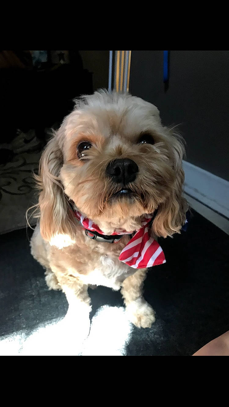 Murphy is registered to the contest to win money with this photo: canidae, carnivore, chinese_imperial_dog, cockapoo, companion_dog, dog, dog_breed, lhasa_apso, maltepoo, maltese, mammal, morkie, pekapoo, poodle_crossbreed, puppy, schnoodle, shih_poo, shih_tzu, snout, vertebrate