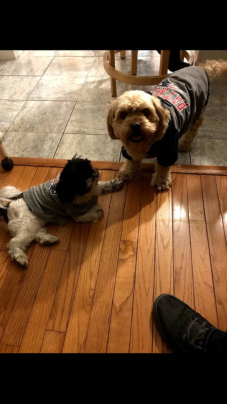 Murphy is registered to the contest to win money with this photo: canidae, carnivore, cavachon, companion_dog, dog, dog_breed, havanese, lhasa_apso, maltese, mammal, morkie, non_sporting_group, puppy, puppy_love, shih_tzu, sporting_group, tibetan_terrier, toy_dog, vertebrate, yorkshire_terrier