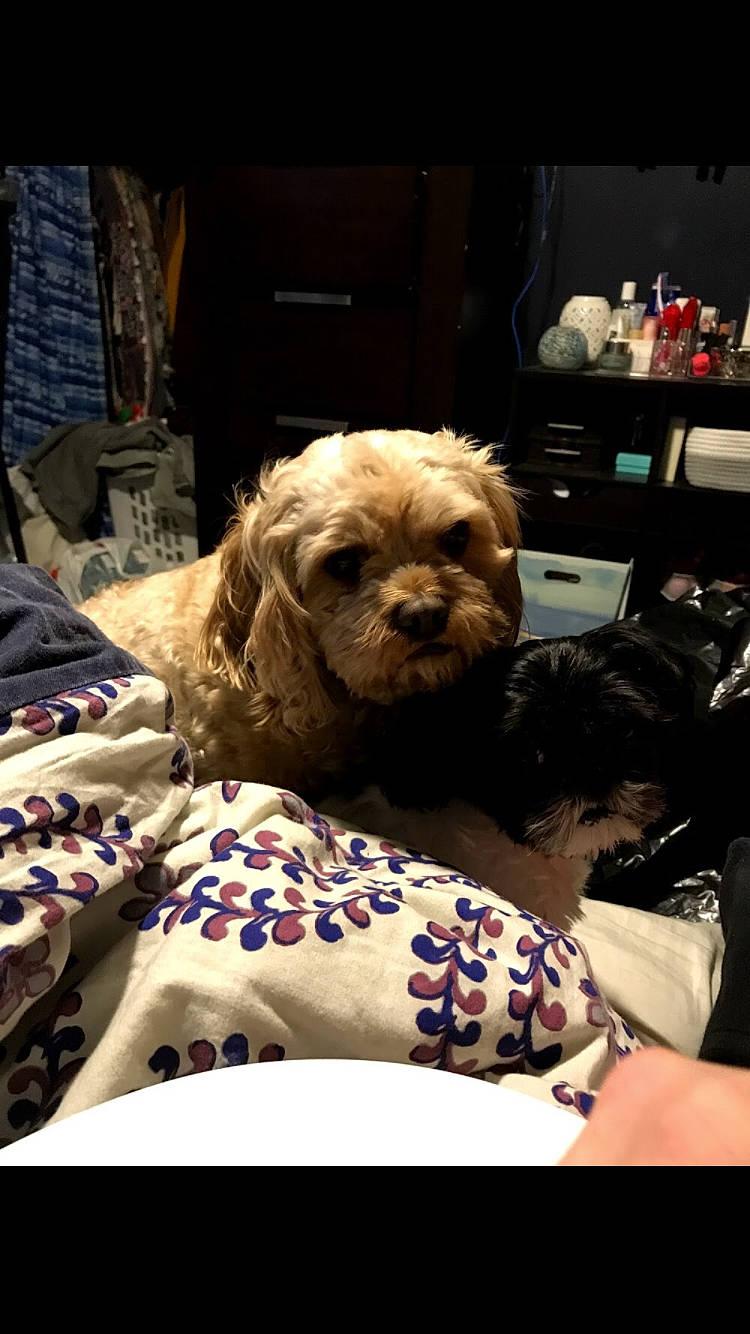 Murphy is registered to the contest to win money with this photo: bolonka, canidae, carnivore, cavachon, cavapoo, cockapoo, companion_dog, dog, dog_breed, maltepoo, mammal, morkie, poodle_crossbreed, puppy, puppy_love, schnoodle, shih_poo, shih_tzu, sporting_group, vertebrate