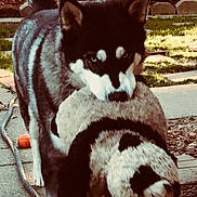 Juno is registered to the contest to win money with this photo: dog, husky, toy, stuffed_animal, panda, backyard, fence, path, grass, outdoor, pet, animal, walking, playful, canine, fur, tail, ears, snout, nature