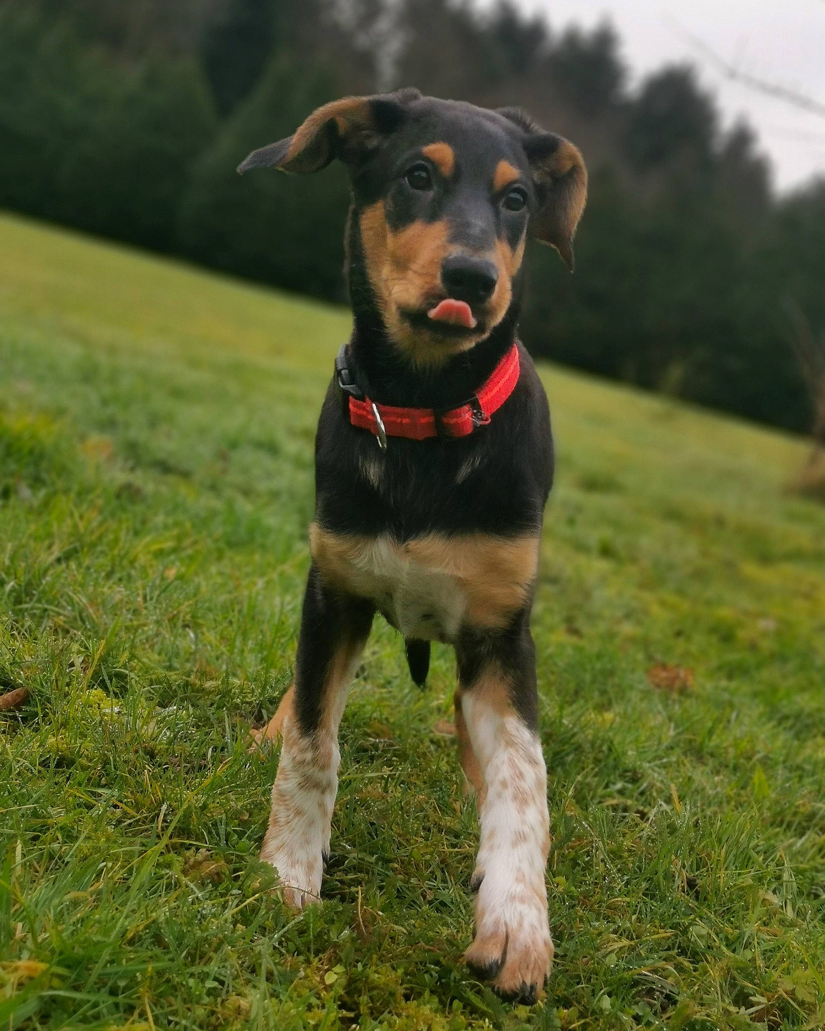 Mady a rejoint le concours — aidez-le/la à gagner de superbes lots ! austrian_black_and_tan_hound, black_and_tan_terrier, canidae, carnivore, companion_dog, dog, dog_breed, german_pinscher, guard_dog, huntaway, hunting_dog, mammal, pinscher, plant, puppy, rare_breed_dog, snout, sporting_group, vertebrate, working_dog
